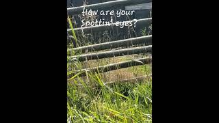 What do you see hunters? @travels with Lucky #shorts #shortsonyoutube