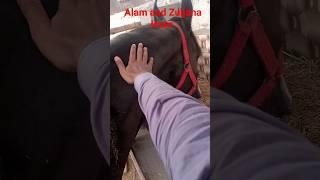 murtajiz badshah|zuljana pak