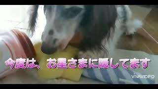 老犬の知育遊び。オヤツを探す事でストレス発散！