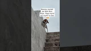 #mylothemillionaire #beagle #funnyshorts #shorts