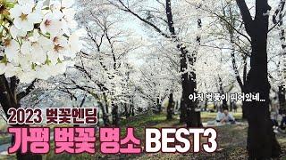 Best 3 cherry blossom spots in Gapyeong