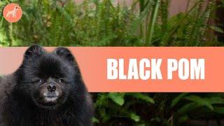 Black Pomeranian : Your Complete Guide To The Black Pom