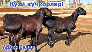 Кузи кучкорлар! 908839997️ 957884696️