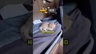 Пушистый стажёр 