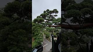 지광원 파주 이광수9295 #분재 #bonsai #盆栽 #지광원 #백석문화대학교 #이광수 #기무라마사히코제자 #worldtourbonsai️