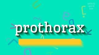 How to say "prothorax"! (High Quality Voices)