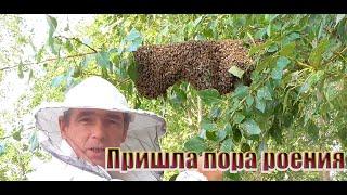 Вышел рой, снимаю рой с тополя. Роение естественное размножение пчёл.