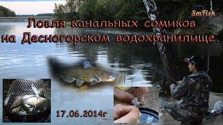 Ловля канальных сомиков на Десногорском водохранилище. 17.06.2014г