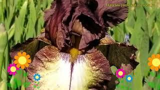 Ирис германский Бургунди Браун (Красное бургундское вино). Обзор iris germanica Burgundy Brown