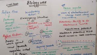 Topic: Reflex Action and Membrane Potential (2nd)