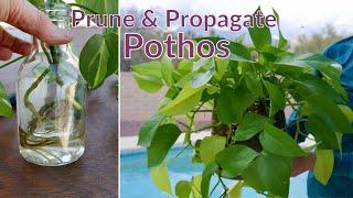 POTHOS PROPAGATION: HOW TO PRUNE & PROPAGATE POTHOS