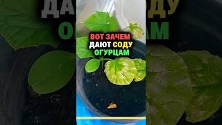 Вот зачем дают соду огурцам #огород #секреты #дача #сад #урожай #сода  #огурцы