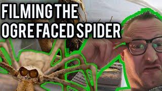 Ogre Faced Spider (Deinopis sp. "Africa) rare footage drinking water