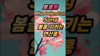 트로트 Rhododendron Songs #연산홍 #봄
