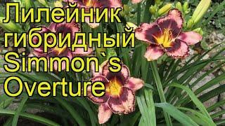 Лилейник гибридный Симмонс Овертюр. Краткий обзор, описание hemerocallis hybrida Simmon's Overture