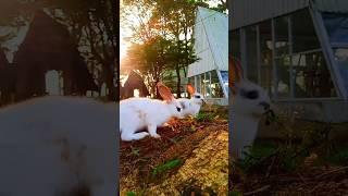 Bunny + Sunshine = Bunshine ️️ #bunny #cute #rabbit #fyp