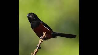 BullFinch