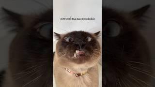 GATO REBELDE!  #gatalunacatarina #comedia #gatos