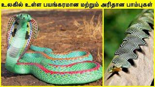 அரியவகை பாம்புகள் | Rarest snakes in the world in tamil #shorts #live