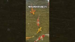 물고기는 평온하네 #일상 #쇼츠 #여행 #베트남여행