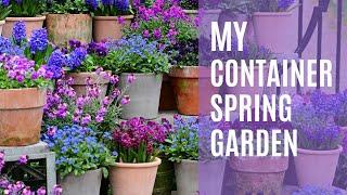 My container spring garden ... with pansies, violas, hyacinths and erysimums