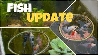 Fish Update  black background added planted aquarium | Japanese koi carp￼