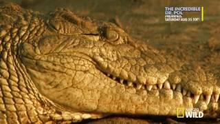 Animals Info - Natural Land How Big Can It Get Croczilla HDTV