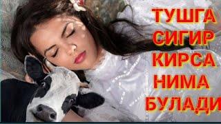 ТУШГА СИГИР КИРСА НИМА БӮЛАДИ  туш табири