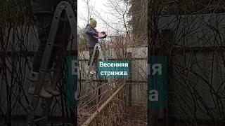 стрижка елки высотой 6 метров, сдерживающая обрезка, стрижка живой изгороди, измельчитель веток