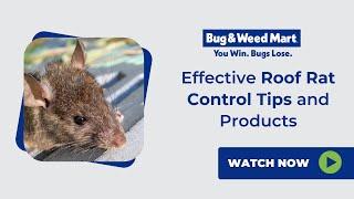 Effective Roof Rat Control Tips and Products - January Tip of the Month Bug & Weed Mart