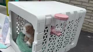 KindTail Pawd Fully Collapsible Small Plastic Dog Crate and Washable Dog Bed Review