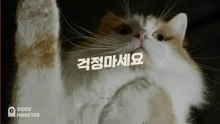 나비와 함께 조경공사업 면허 취득 알고 싶냥? (feat. 고양이)