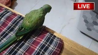 Delhi Birds Market 2024 | #delhibirdsmarket #live