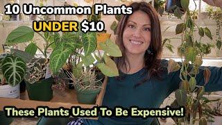 10 Uncommon Plants UNDER $10! Great To See Houseplants Becoming More Affordable!