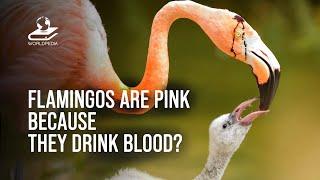 Flamingos Are Pink Because They Drink Blood