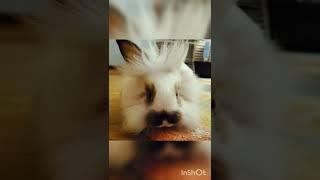Meet Olaf the Lion Head #shorts #lionhead #bunny