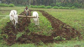 Antiquated method of plough by OX | Agriculture of India  | Indian Old Agriculture | in karnataka