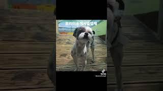 더위를 많이 타는 토리
