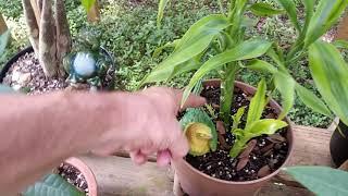 another Plant tour