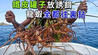 放幾個鐵皮罐子在海底，居然抓到一堆大幾斤的龍蝦，個個都是極品中的極品！