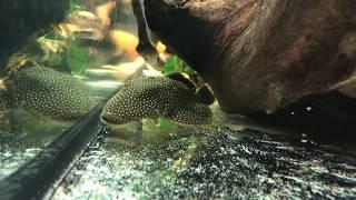 Gold nugget pleco, a troublesome fish? Baryancistrus xanthellus