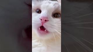 Cat Meowing  || Cat Voice || Cute Cat Voice Short  Video #shorts #cat #catlover