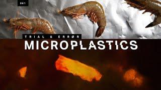 How to find the microplastics in your seafood