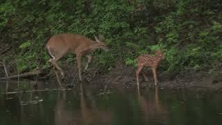 Baby white tail Deer and Mom