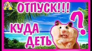 КУДА ДЕТЬ ХОМЯКА НА ВРЕМЯ ОТПУСКА? / КОМУ ОСТАВИТЬ ХОМЯКА / hamster / АЛИСА ИЗИ