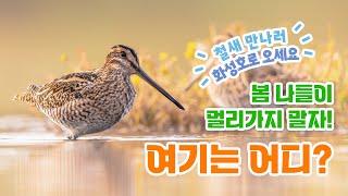 화성시 시티투어! 철새들을 만나볼 수 있는 생태계의 보고, 대자연이 담긴 화성호  #경기도여행 #화성시 #화성여행