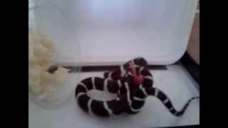 California Kingsnake - Live pinky feeding