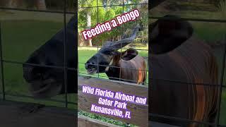 Feeding a Bongo #bongo #wildflorida #feeding