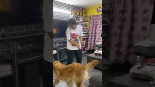 ️ #shorts #puppy
