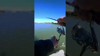 Attacco su longjerk #branzino #daiwa #laguna #pesca #spigola #seabass #shimano #seabassfishing